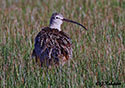 Numenius americanus